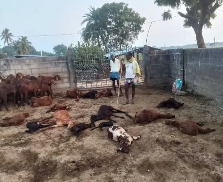 కుక్కల బీభత్సం.. 20 గొర్రెలు మృతి