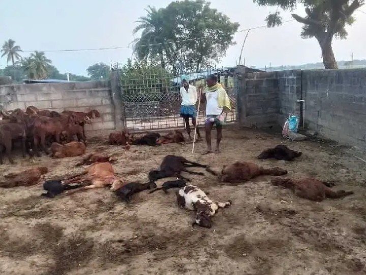 గొర్రెల గుంపుపై కుక్కల దాడి.. 20 గొర్రెలు మృతి