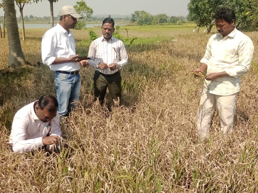 పంటలను పరిశీలించిన జిల్లా వ్యవసాయ అధికారి