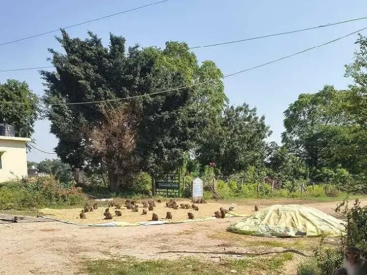 కోతుల బెడదతో ఇబ్బంది పడుతున్న రైతులు