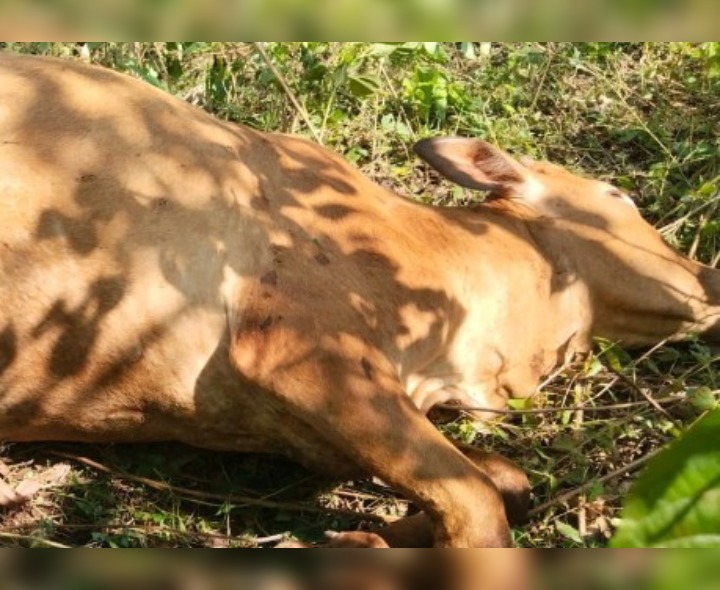 పులి దాడిలో రెండు ఆవులు మృతి