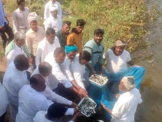 ఊర చెరువులో చేపపిల్లల విడుదల