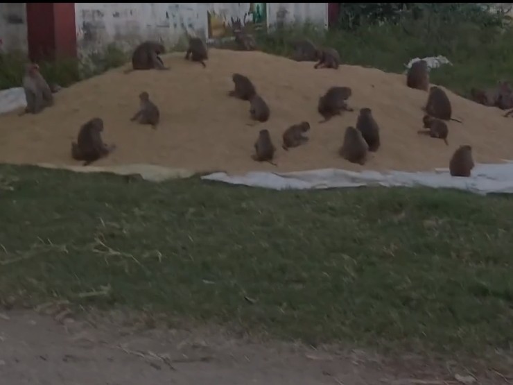 కర్షకుల కష్టం.. కోతుల పాలు..!