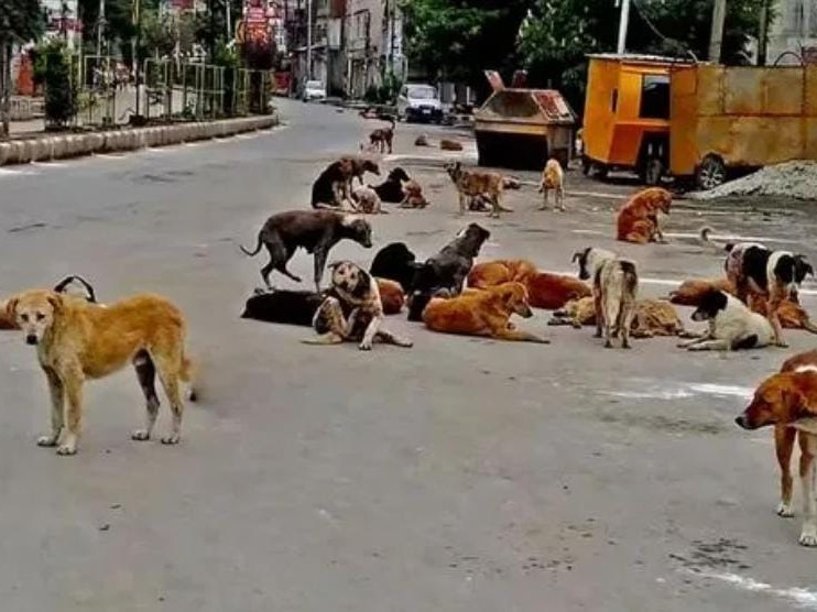 ‘కుక్కలను నియంత్రించాలి’