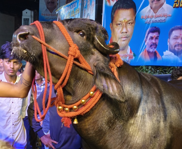సదర్ వేడుకలలో అలరించిన దున్నపోతుల విన్యాసాలు