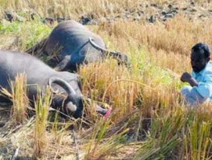 విద్యుత్ తీగలు తెగిపడి పాడి గేదెల మృతి