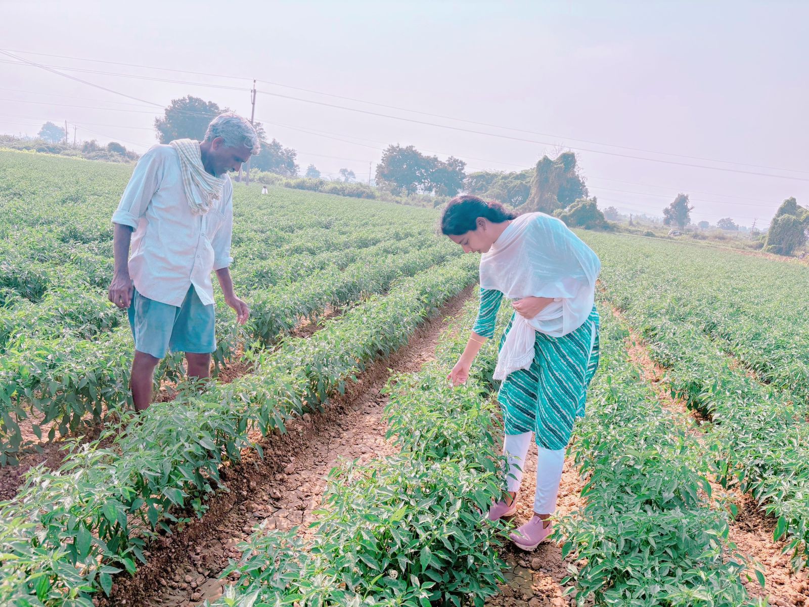 రాచర్లలో పంటలను పరిశీలించిన HO