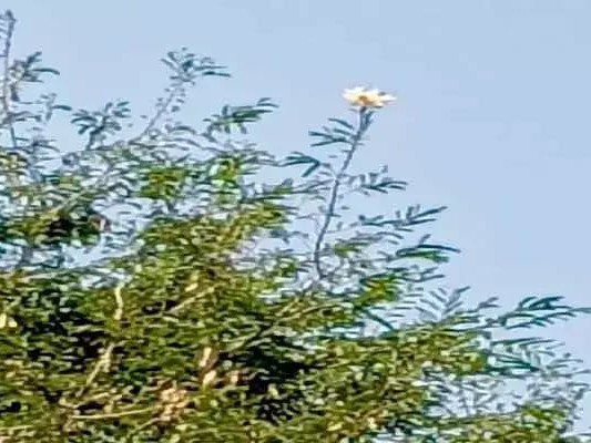 చింత చెట్టుకు ..అల్లిపువ్వు పూసింది