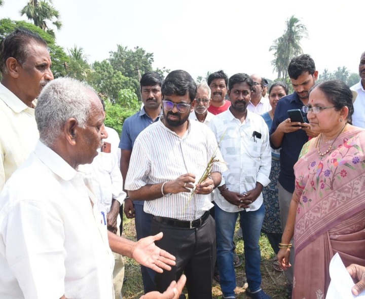 వారిపైరు తేమ శాతాన్ని పరిశీలించిన కలెక్టర్