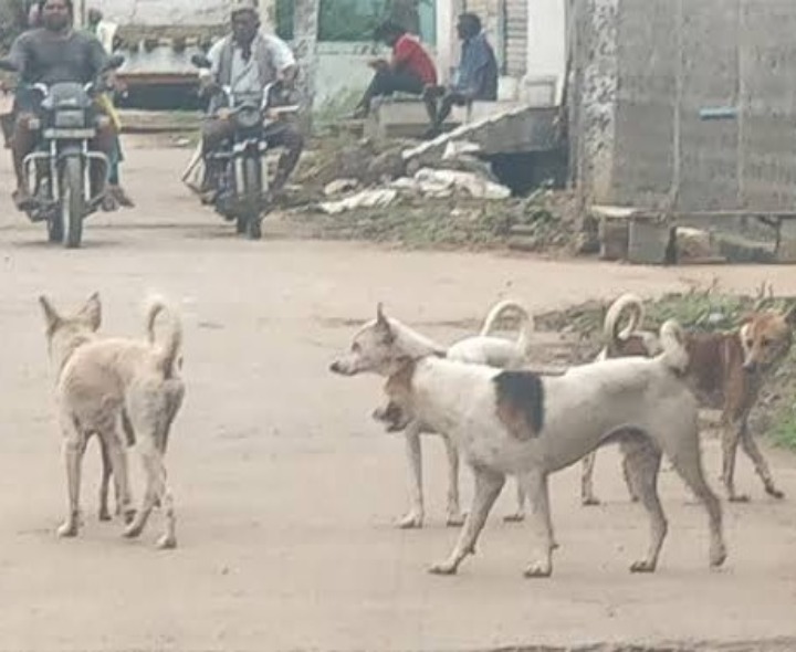 కుక్కల బెడదతో స్థానికుల ఇక్కట్లు