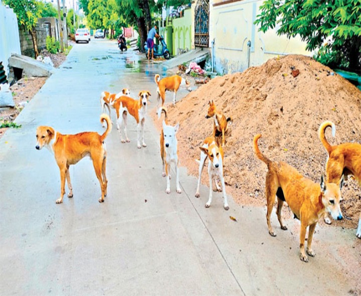 కుక్కలు స్వైర విహారం ప్రయాణికులకు ఆటంకం