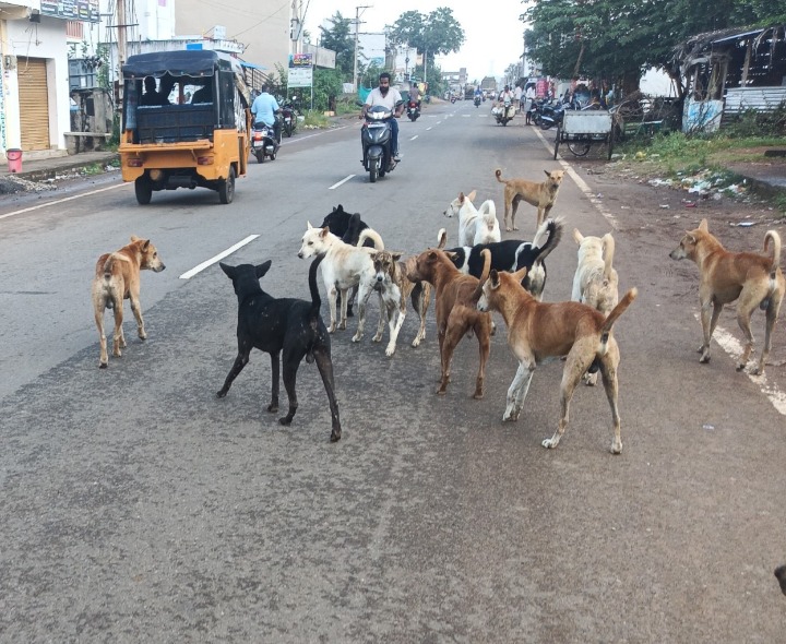 రహదారులపై కుక్కలు స్వైర విహారం