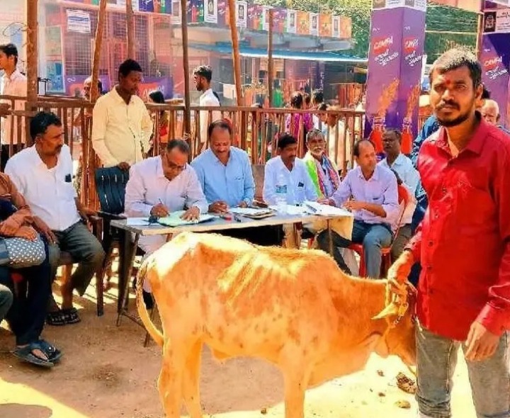 కురుమూర్తి స్వామి ఆలయంలో కోడెల వేలం