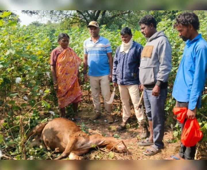ఆవుపై దాడి చేసి హతమార్చిన పులి