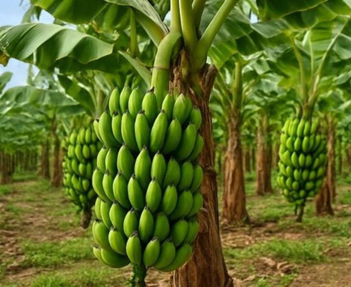 ఇంట్లో అరటి చెట్టు పెంచడం శుభమా?