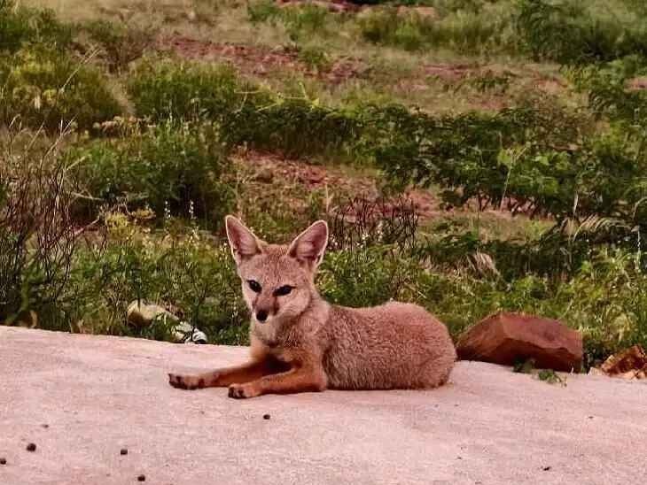 జమ్మలమడుగులో అధికంగా నక్కల సంచారం