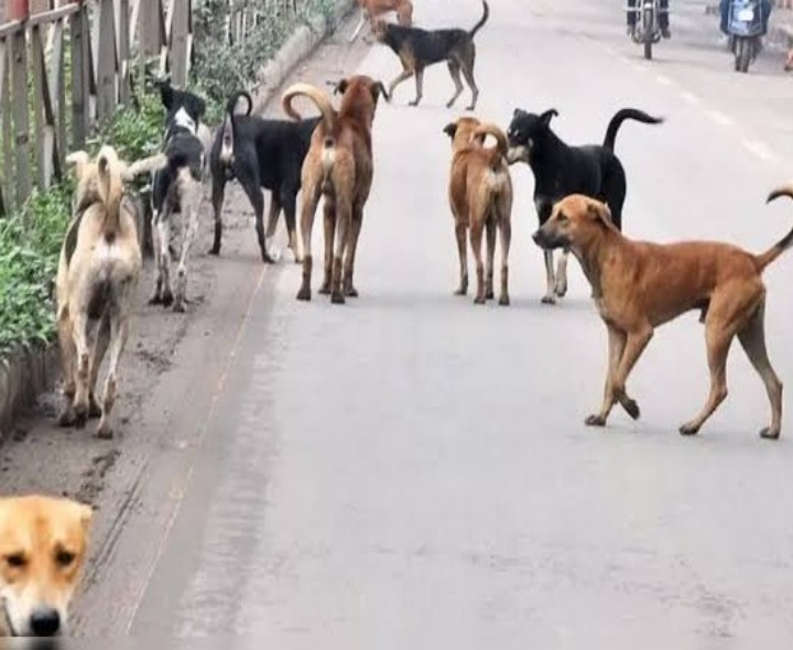 వీధి కుక్కల నియంత్రణకు చర్యలేవి..?