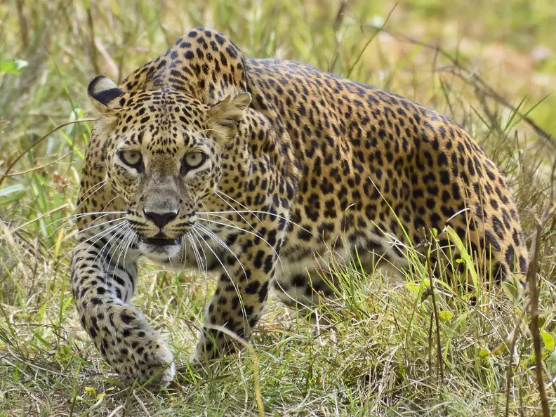 సారంగాపూర్‌లో చిరుత సంచారం