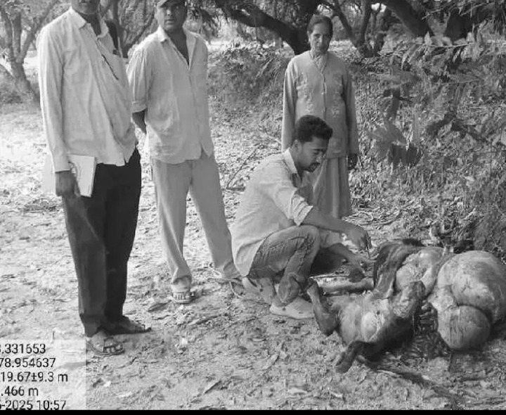 చిరుత దాడిలో ఆవు మృతి!