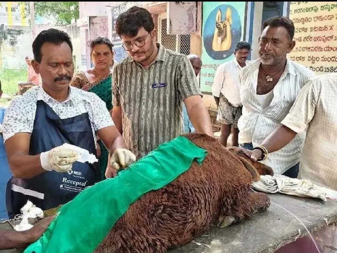 గొర్రె కడుపులో 5 కిలోల ప్లాస్టిక్.. కాపాడిన వైద్యులు