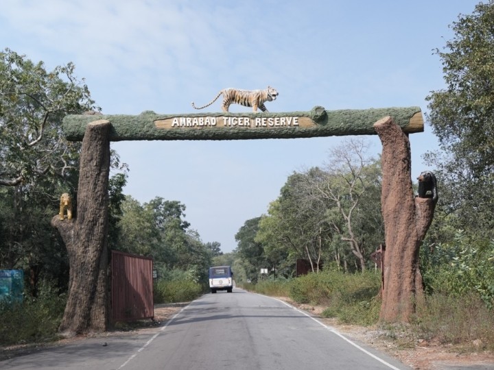 పులుల లెక్కింపునకు వాలంటీర్ల ఆసక్తి