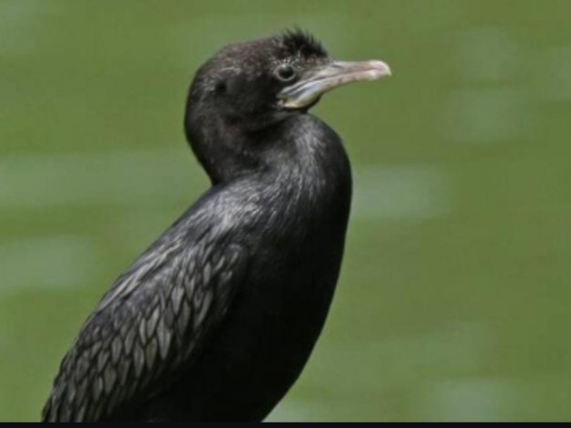 పక్షుల ఆవాస కేంద్రంగా అభయారణ్యం