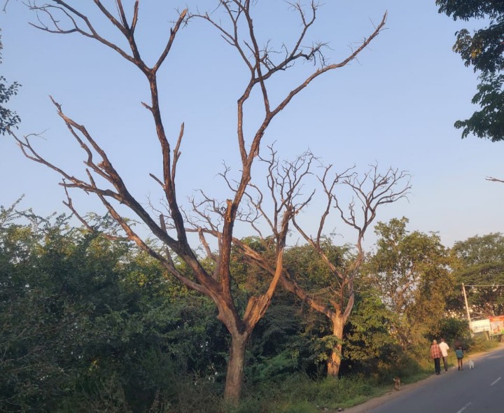‘ఎండిపోయిన చెట్లను వెంటనే తొలగించాలి’