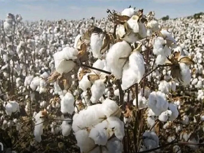 ’17 నుంచి పత్తి కొనుగోలు నిలిపివేత’