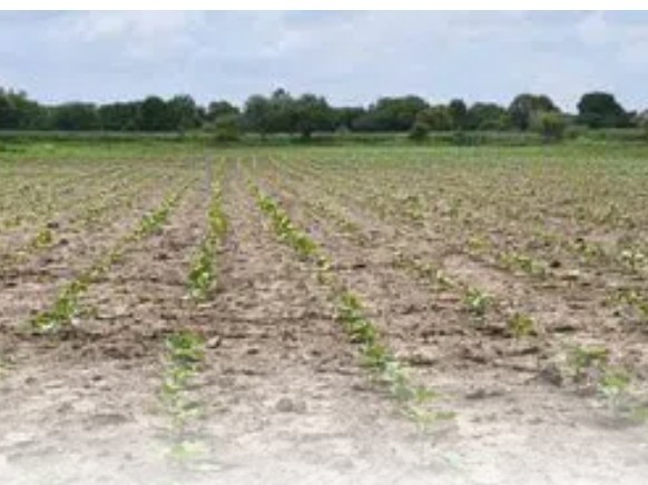 పత్తి పంటను డిస్మెంటల్ చేస్తున్న రైతులు