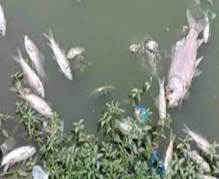 కేసరి సముద్రంలో ఇవాళ చేప పిల్లల విడుదల