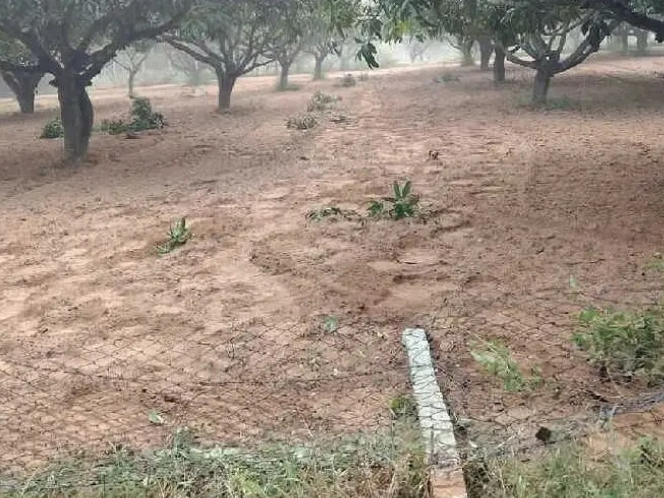 చిన్నగొట్టిగల్లులో ఏనుగుల గుంపు హల్చల్