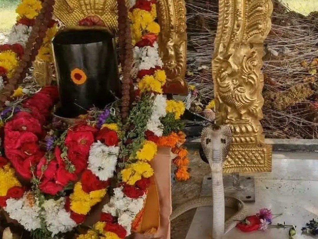 మళ్లీ వచ్చిన నాగేంద్రుడు..!