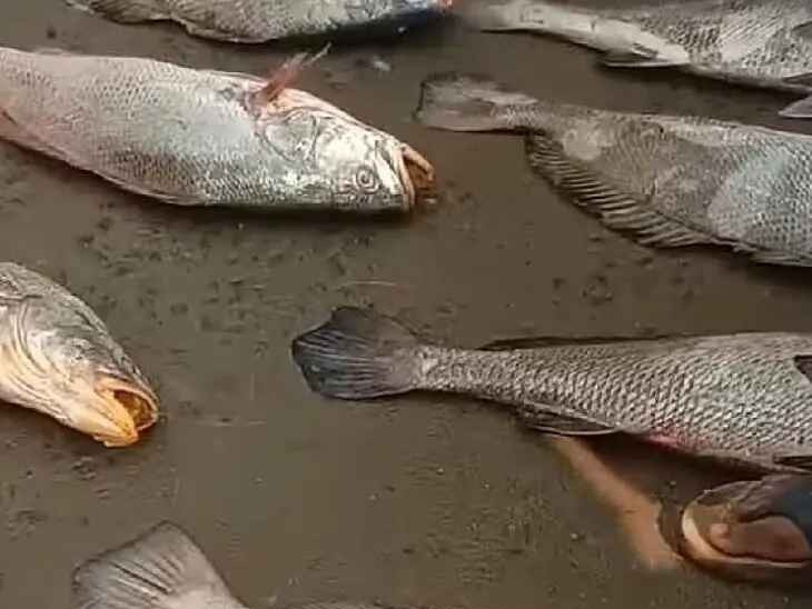 మత్స్యకారుల వలకు చిక్కిన అరుదైన చేపలు