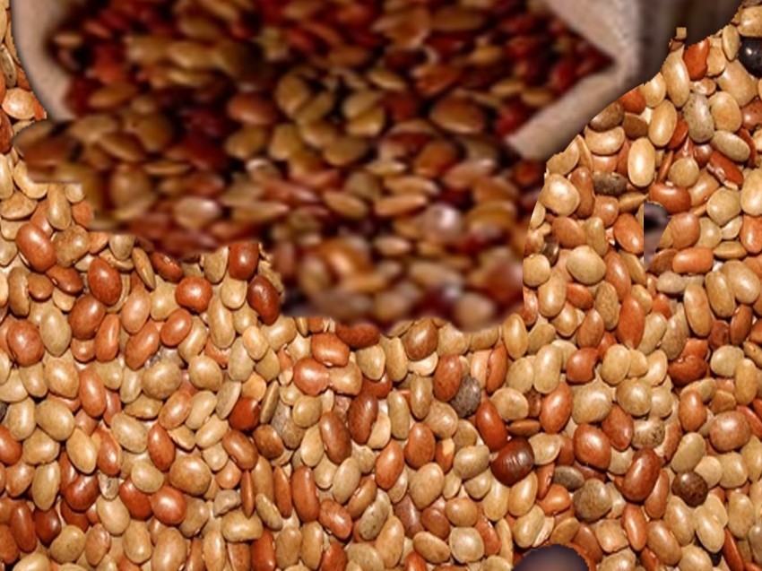 80 శాతం రాయితీతో ఉలవల పంపిణీ