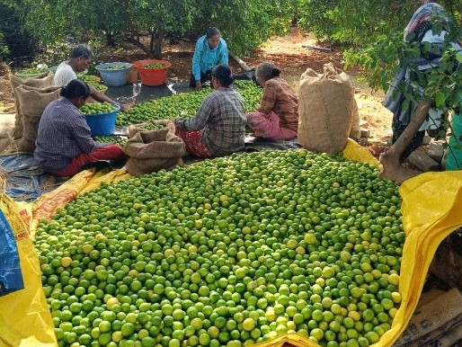 నిమ్మ ధరల పతనం… రైతులు ఆందోళన