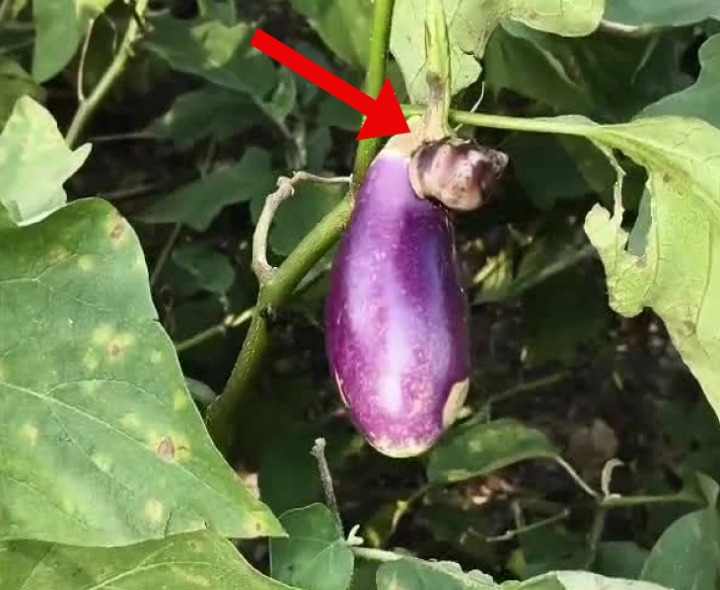 జి.కొండూరులో రైతుని బెంబేలెత్తిస్తున్న ఆఫ్రికన్ నత్తలు