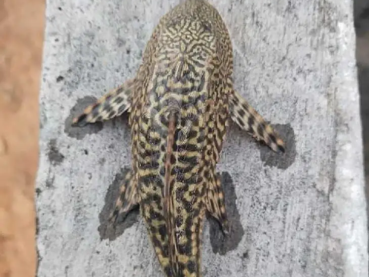 వాజేడులో వలకు చిక్కిన వింత చేప