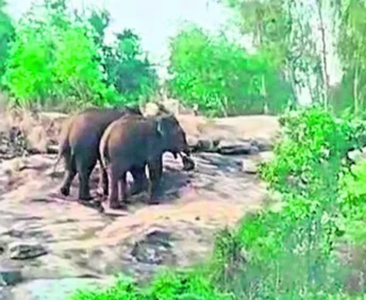 రామకుప్పంలో ఆగని జంట ఏనుగు దాడులు