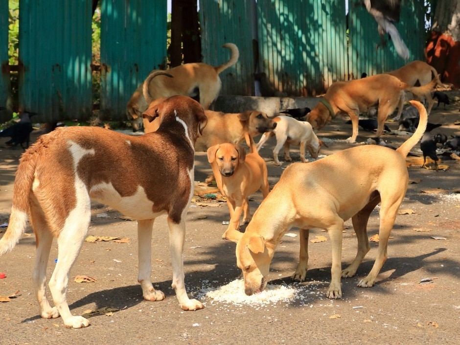 వీధి కుక్కల సమస్య పరిష్కారం దిశగా జీఎంసీ అడుగులు