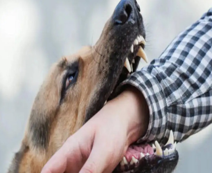 రేబిస్ మరణాలతో ఆందోళన