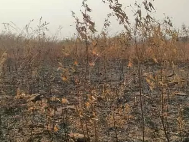 నిప్పుంటుకొని దగ్ధమైన కంది పంట..!