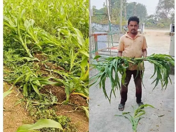 మొక్కజొన్న చేను ధ్వంసం..రైతు ఆందోళన