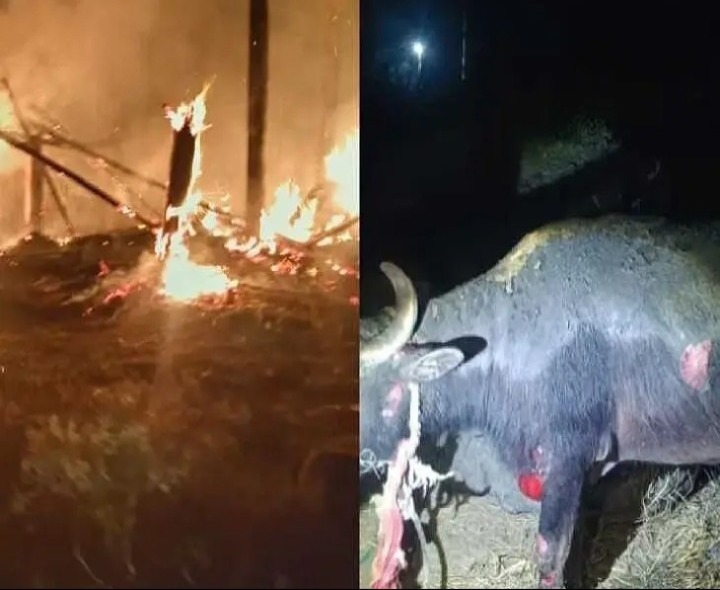 అగ్నిప్రమాదం.. గేదెలకుగాయాలు