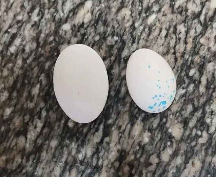 అంగన్వాడీ గుడ్ల నాణ్యతపై మహిళల ఆందోళన