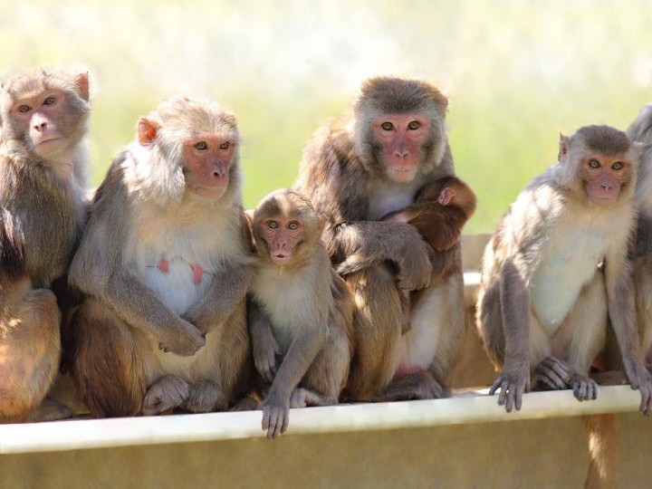 కోతుల బెడద.. తీవ్ర ఇబ్బందుల్లో ప్రజలు