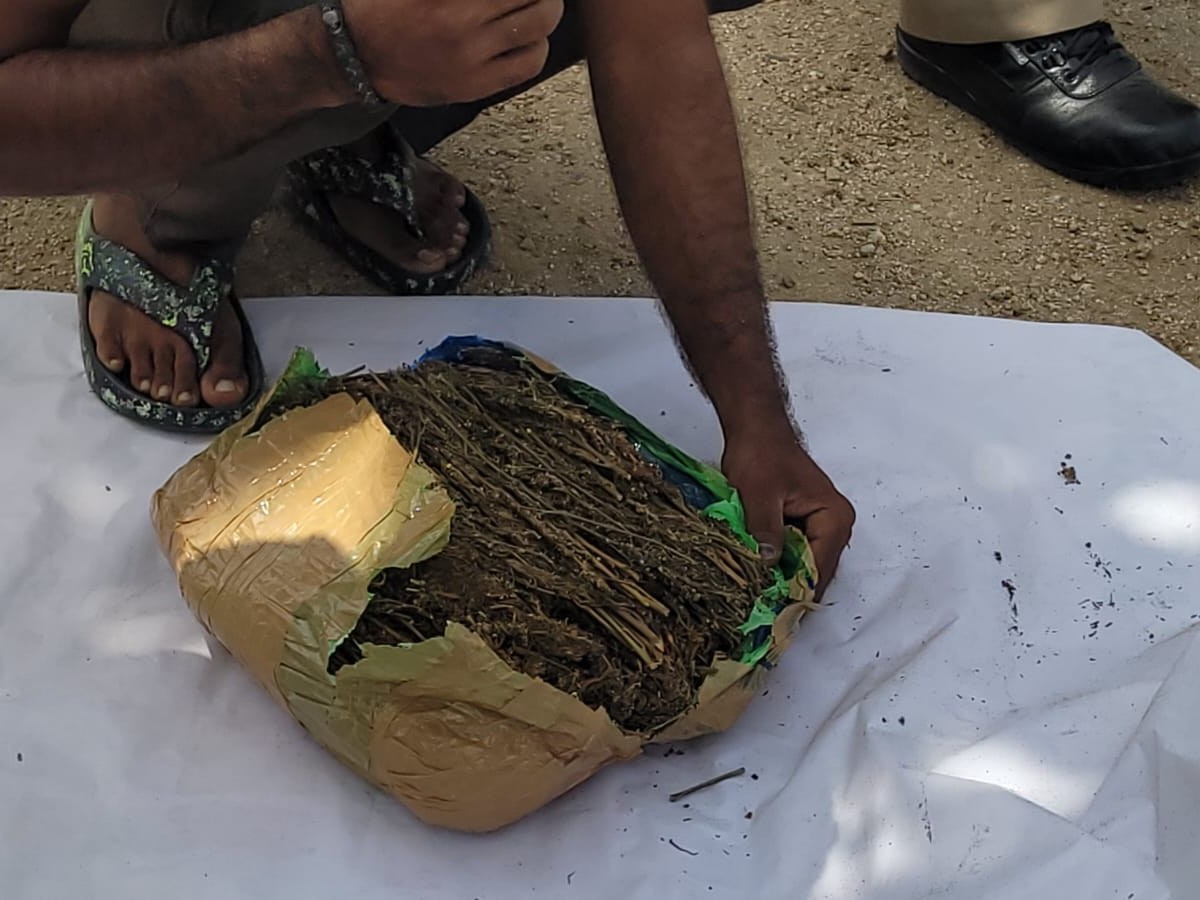 గిర్నిబావి సమీపంలో గంజాయి పట్టివేత