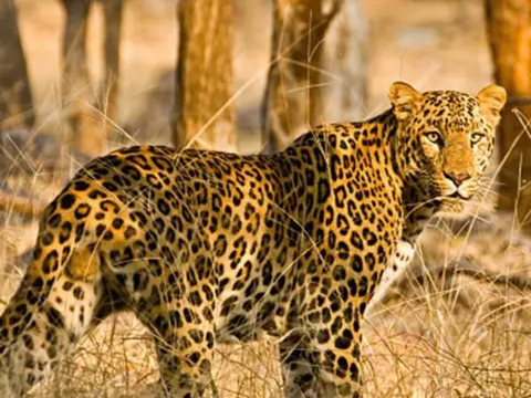 చిరుత సంచారం.. ప్రజల్లో ఆందోళన !