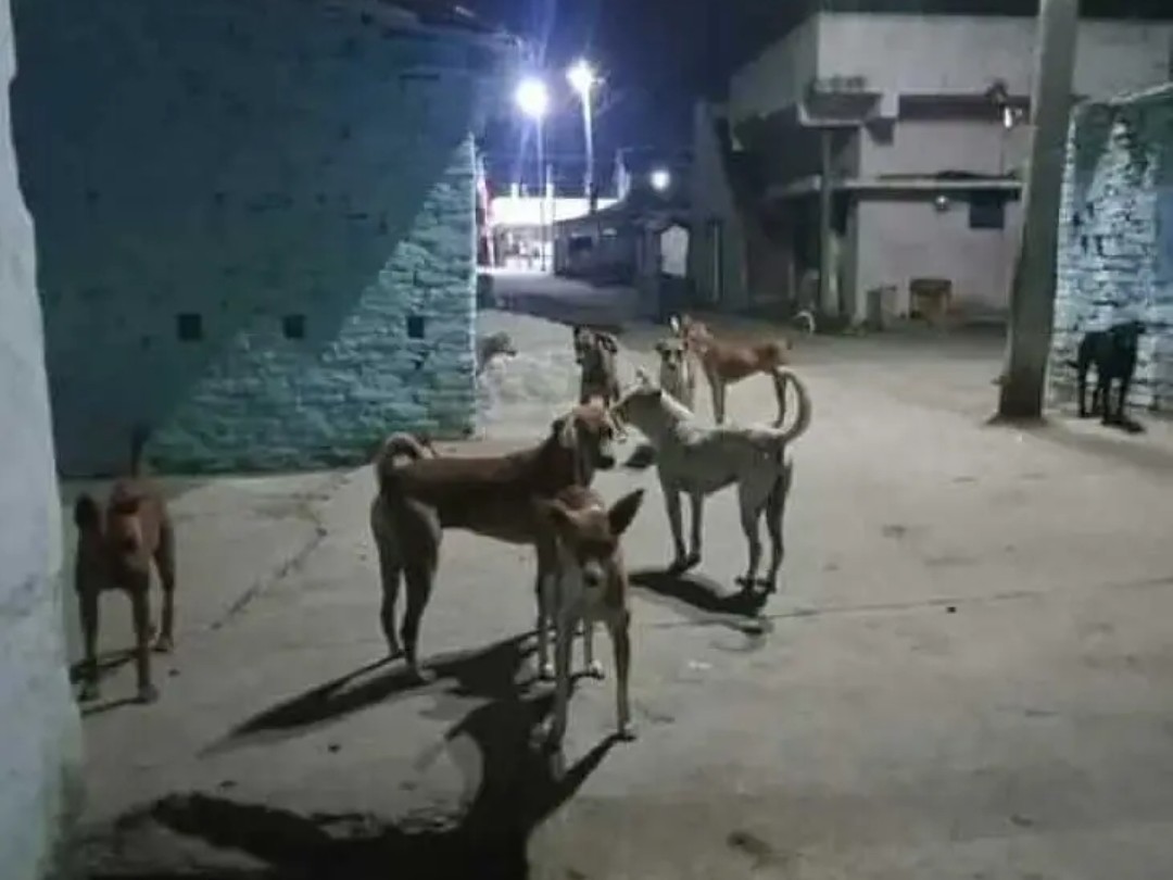 చౌడపూర్‌లో కుక్కల బెడద