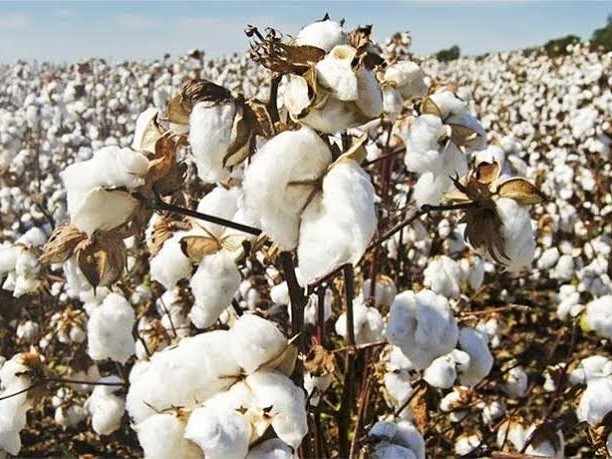 నేటి పత్తి ధర వివరాలు..!