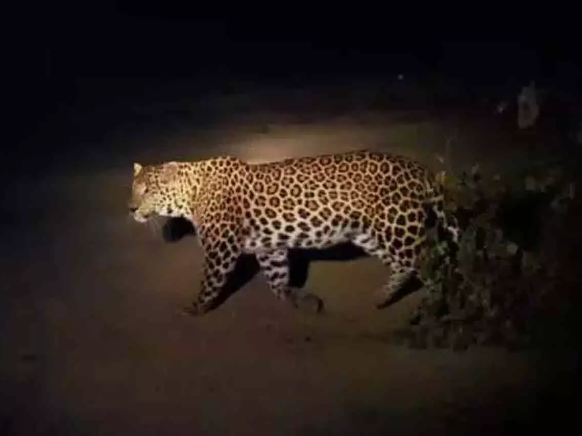 కొలిమిగుండ్లలో చిరుత సంచారం కలకలం